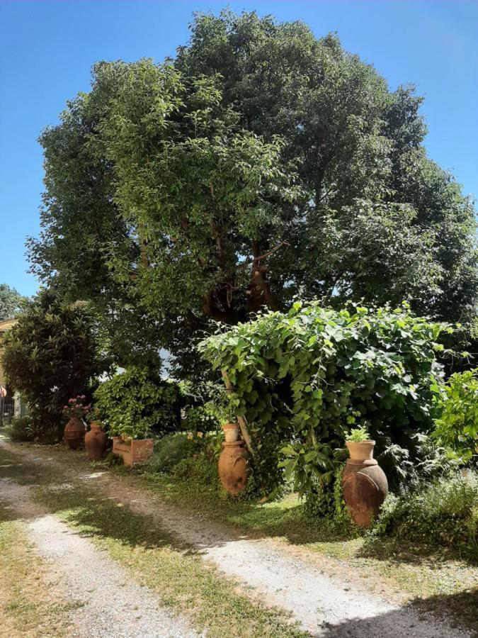 Antica Fattoria La Verdina Камайоре Екстериор снимка